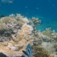 Image for article titled There Aren't Enough Baby Corals Repopulating the Great Barrier Reef